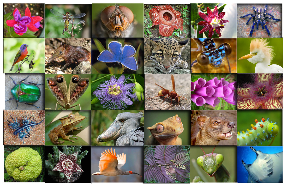 Biodiversità sotto i limiti di guardia. Ora rischia l’uomo