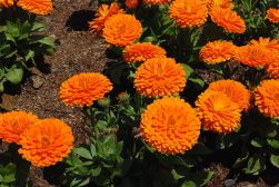 calendula officinalis