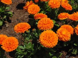 calendula-officinalis