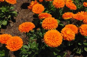 calendula-officinalis