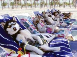 cani_spiaggia