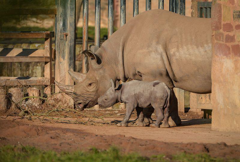 Cuccioli, al Chester Zoo due nascite che lasciano ben sperare